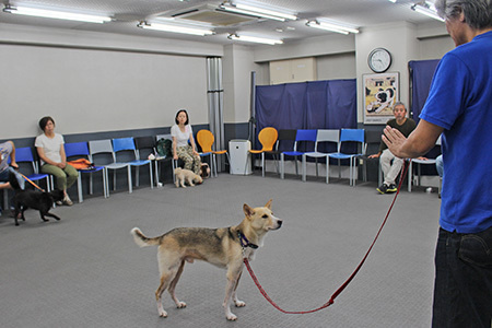 東京で1999年に設立された有名な犬のしつけ教室Can ! Do !のトレーニング風景。修了生は4000人を越えた評判のしつけ教室です。