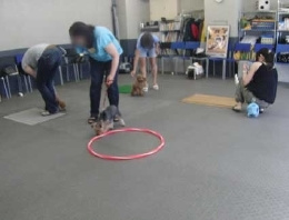 子犬のしつけとして社会化を進めるパピークラスの様子