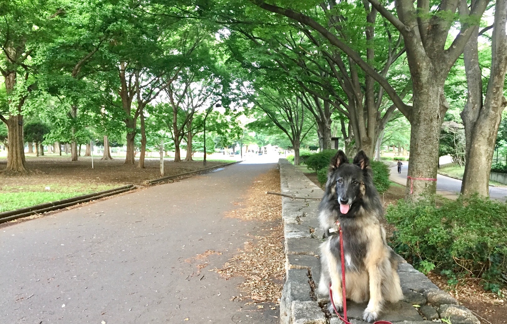 犬 しつけ教室 東京で有名 評判の犬のしつけ教室can Do 東京 世田谷 犬 しつけ教室 東京で有名 評判の犬のしつけ教室can Do 東京 世田谷