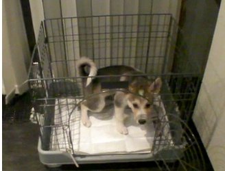 科学的な理論に基づく犬のしつけ|トイレの教え方