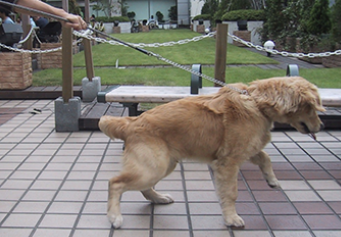 科学的な理論に基づく犬のしつけ|引っ張り